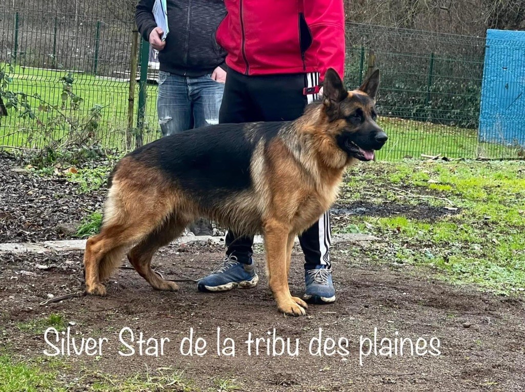 Silver star De La Tribu Des Plaines