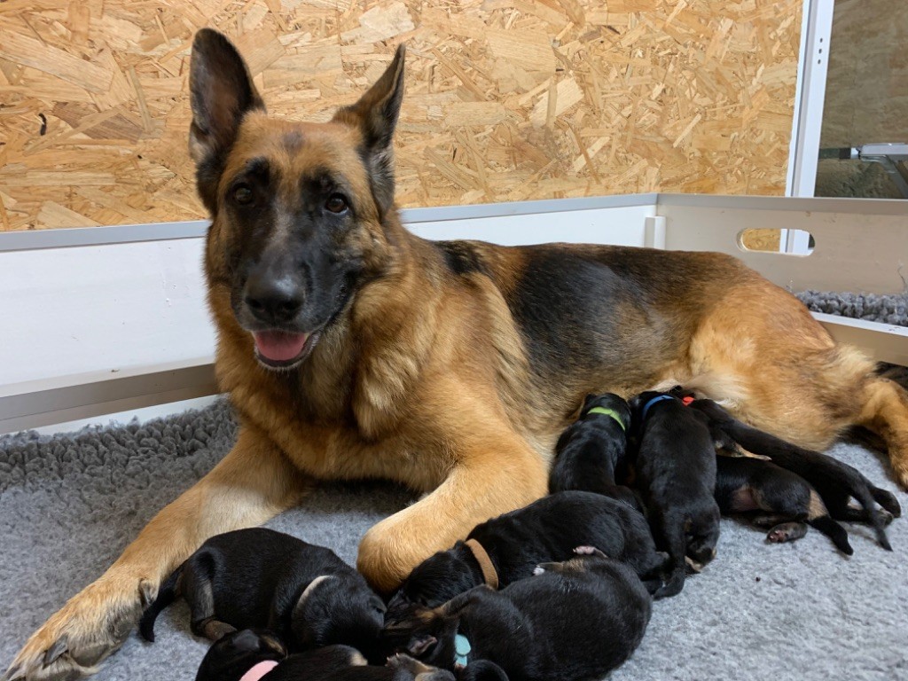 chiot Berger Allemand du Vent de Traverse