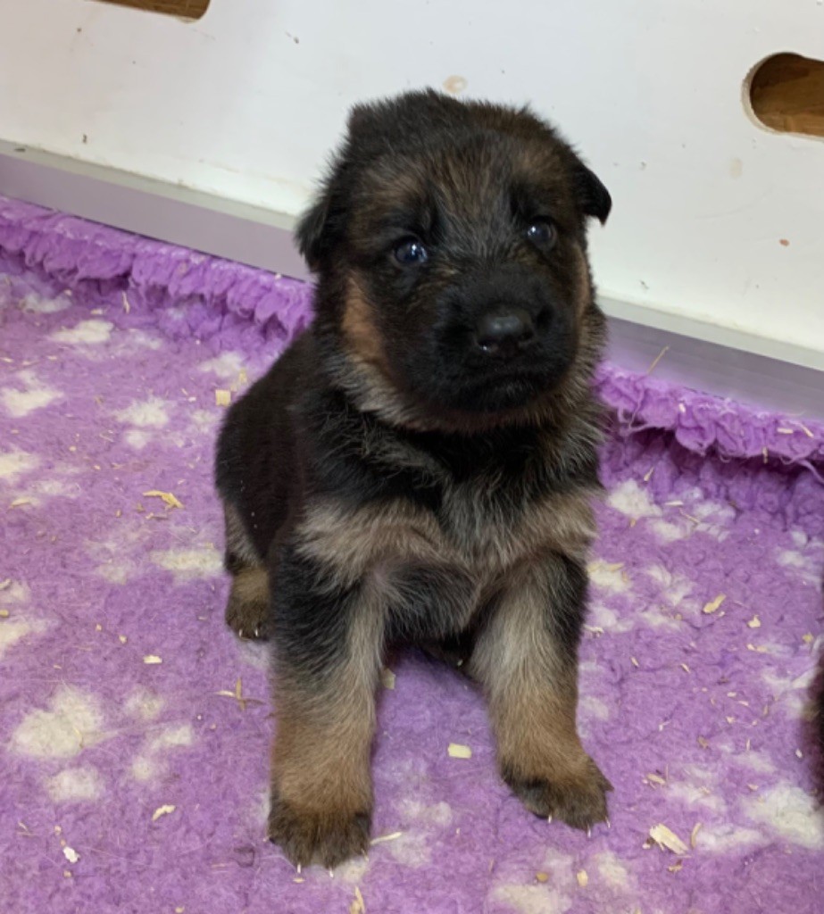 du Vent de Traverse - Chiot disponible  - Berger Allemand