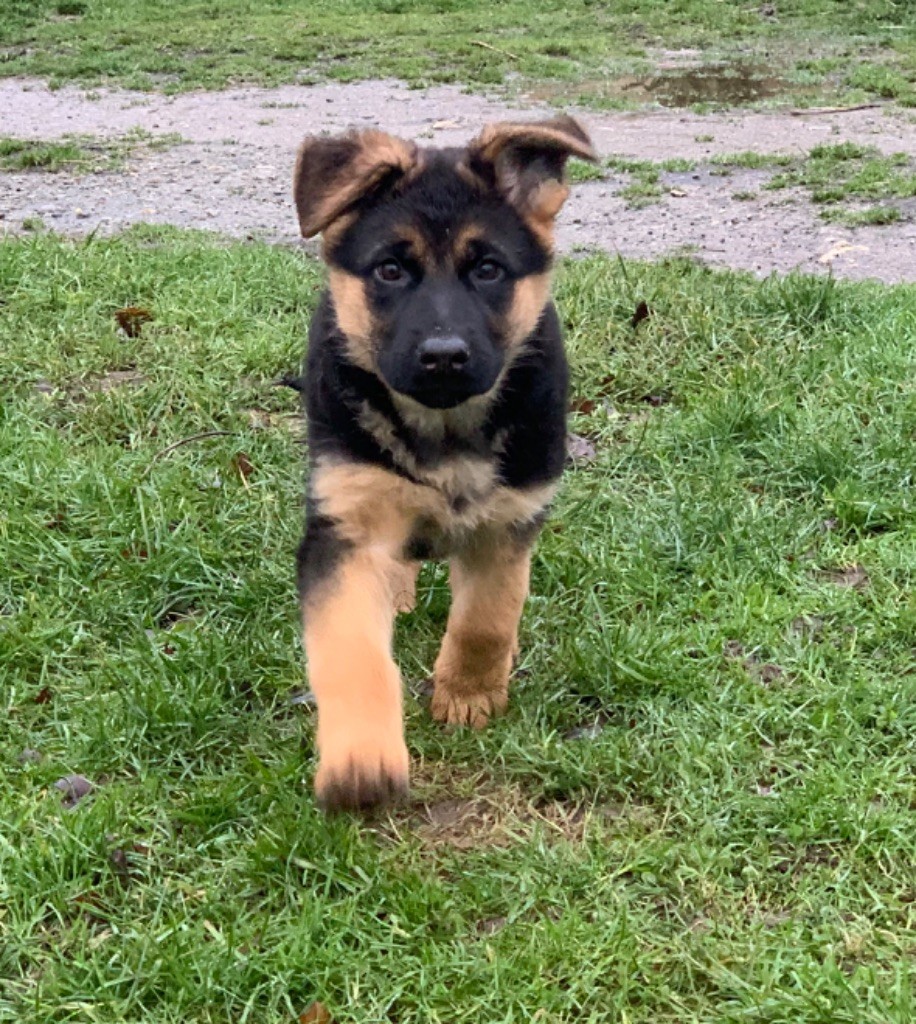 du Vent de Traverse - Chiot disponible  - Berger Allemand