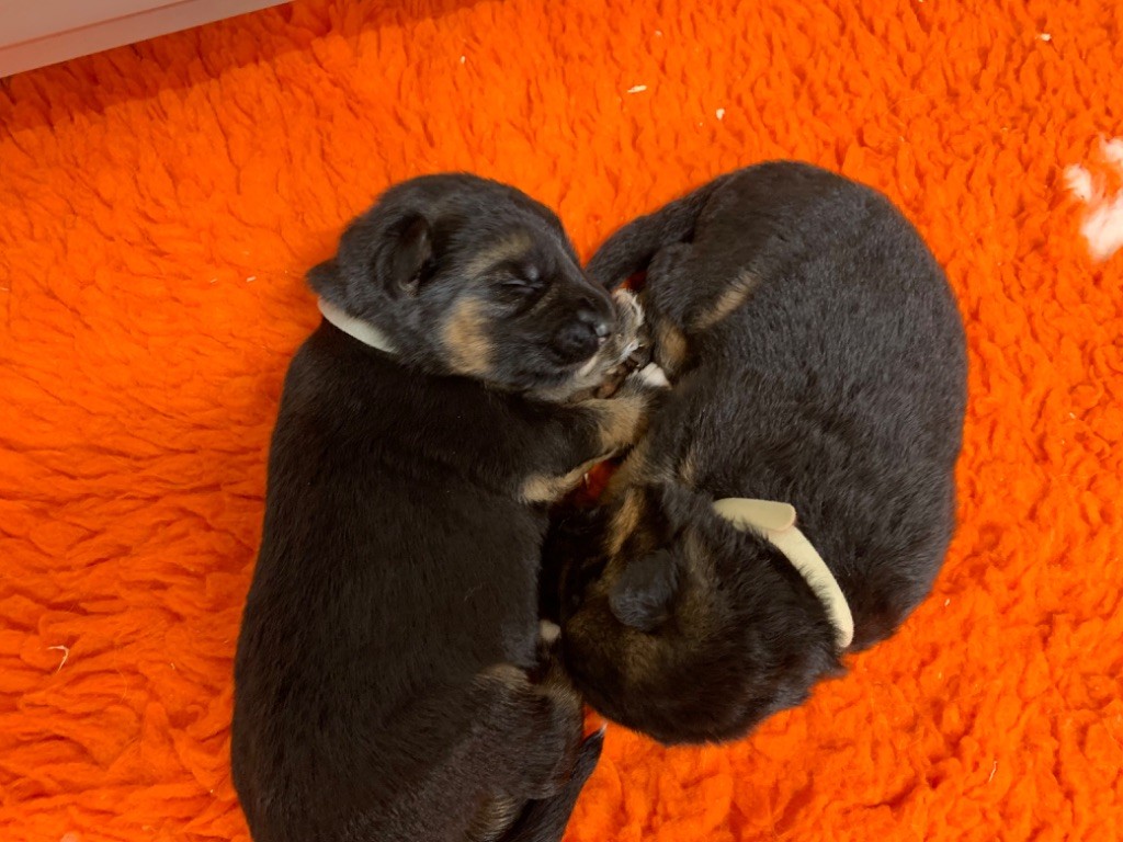 du Vent de Traverse - Chiot disponible  - Berger Allemand