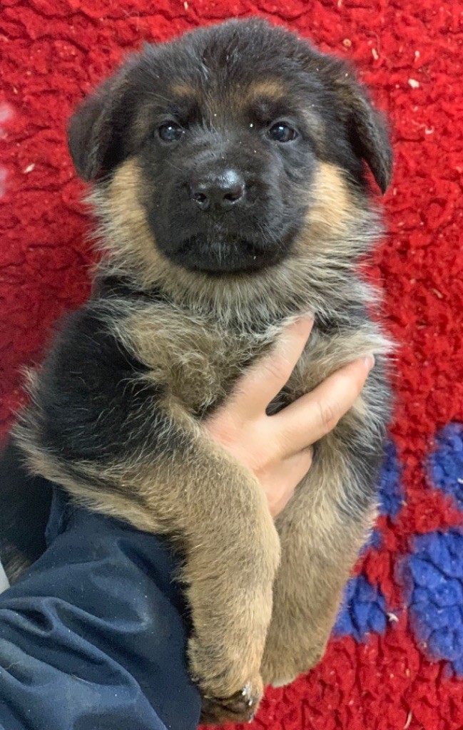 du Vent de Traverse - Chiot disponible  - Berger Allemand