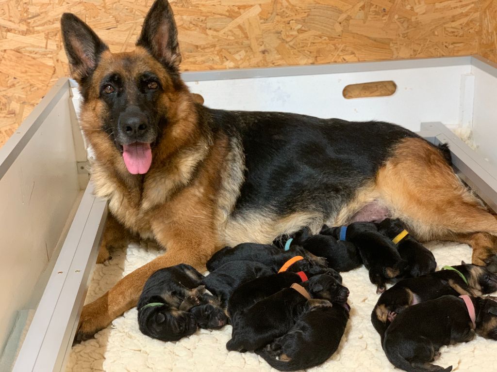 chiot Berger Allemand du Vent de Traverse