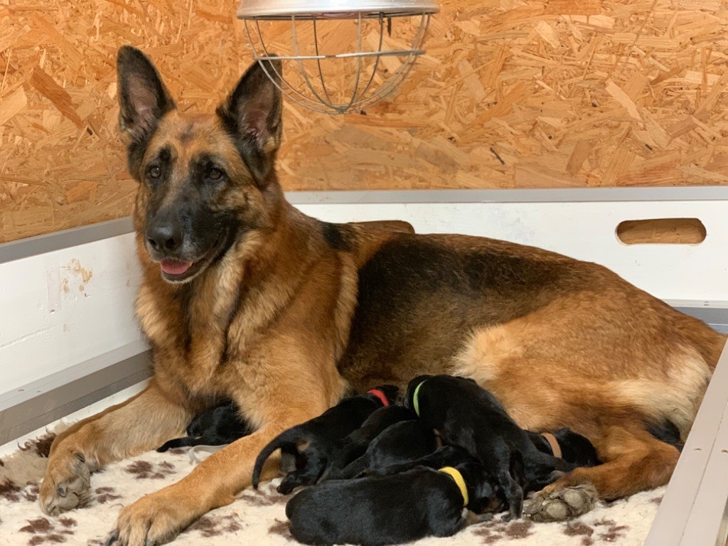 chiot Berger Allemand du Vent de Traverse