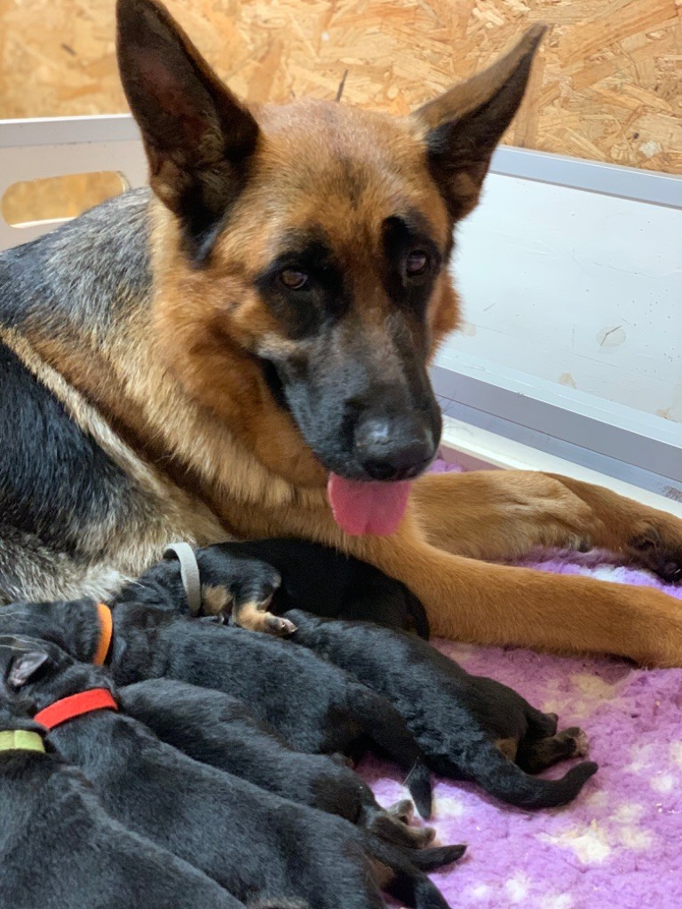 chiot Berger Allemand du Vent de Traverse