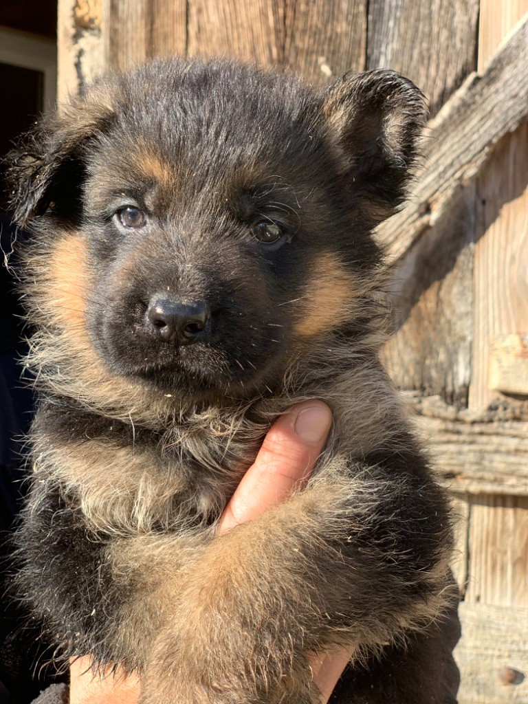 du Vent de Traverse - Chiot disponible  - Berger Allemand