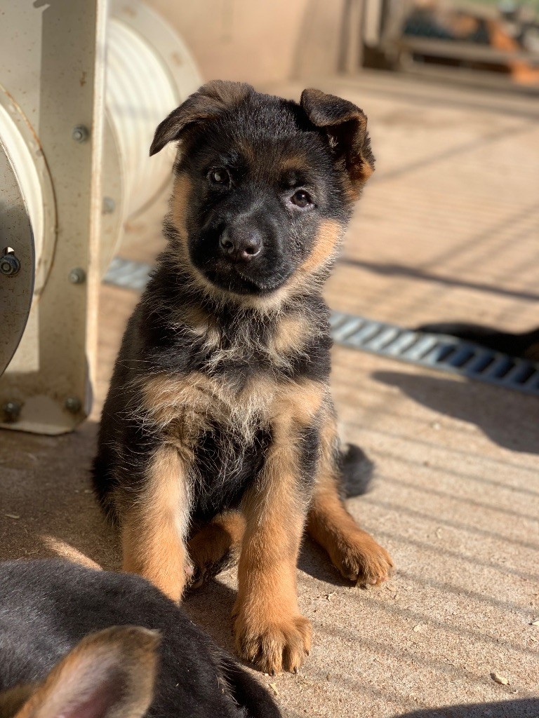 du Vent de Traverse - Chiot disponible  - Berger Allemand