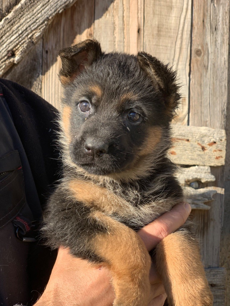 du Vent de Traverse - Chiot disponible  - Berger Allemand