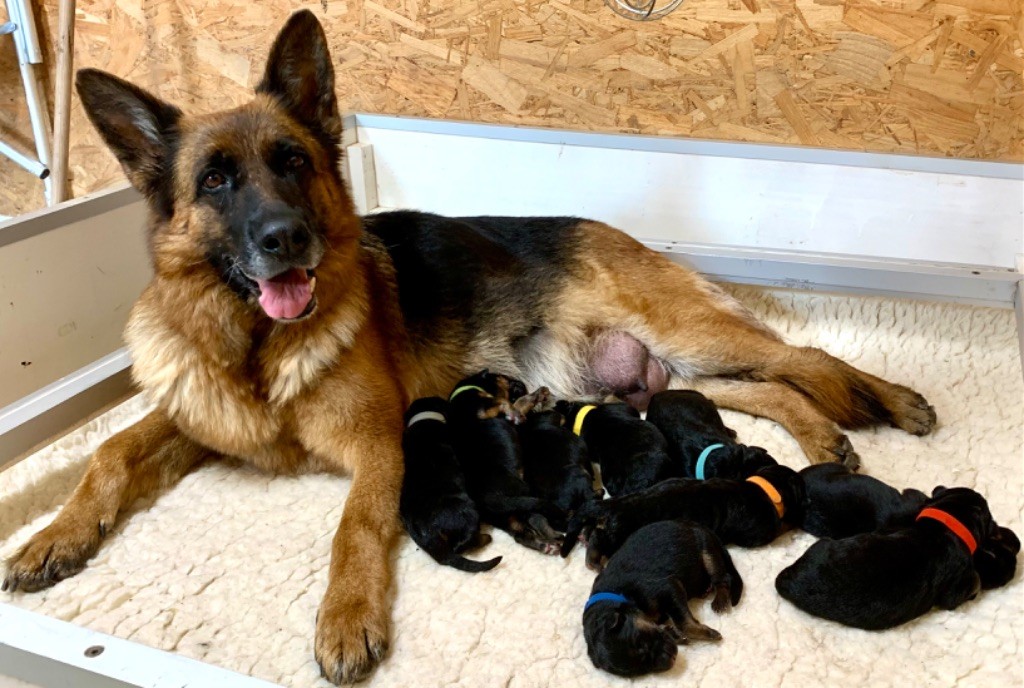 chiot Berger Allemand Poil Long du Vent de Traverse