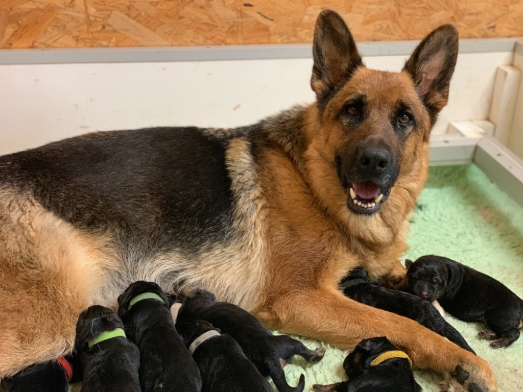 chiot Berger Allemand du Vent de Traverse