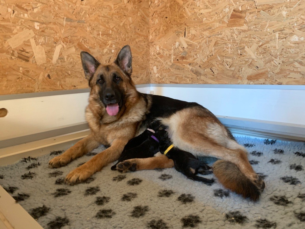 chiot Berger Allemand du Vent de Traverse