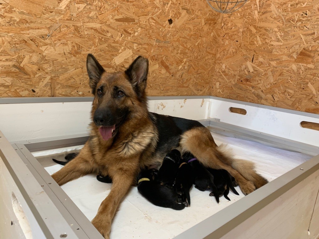 chiot Berger Allemand Poil Long du Vent de Traverse