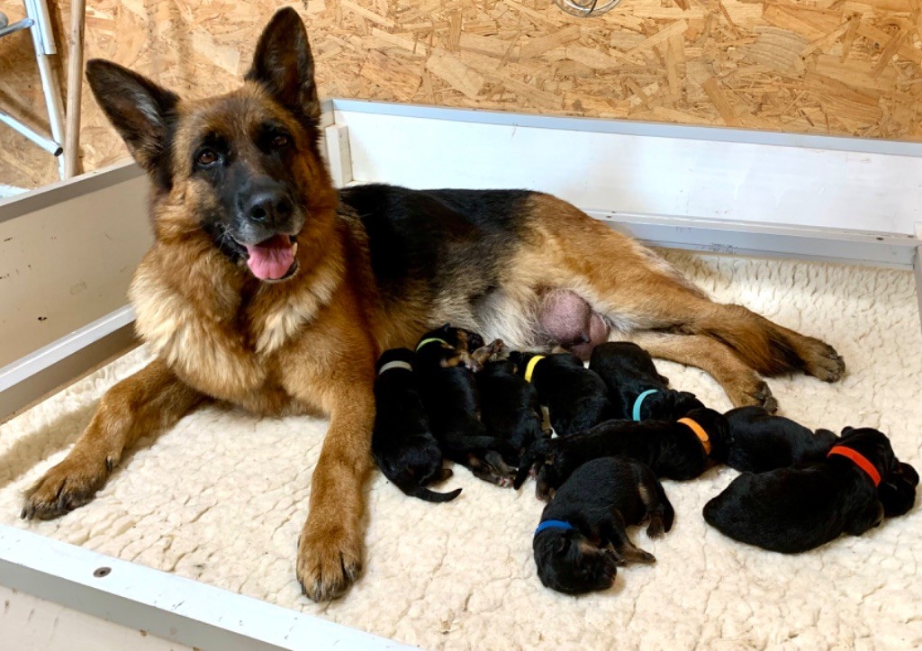 chiot Berger Allemand du Vent de Traverse