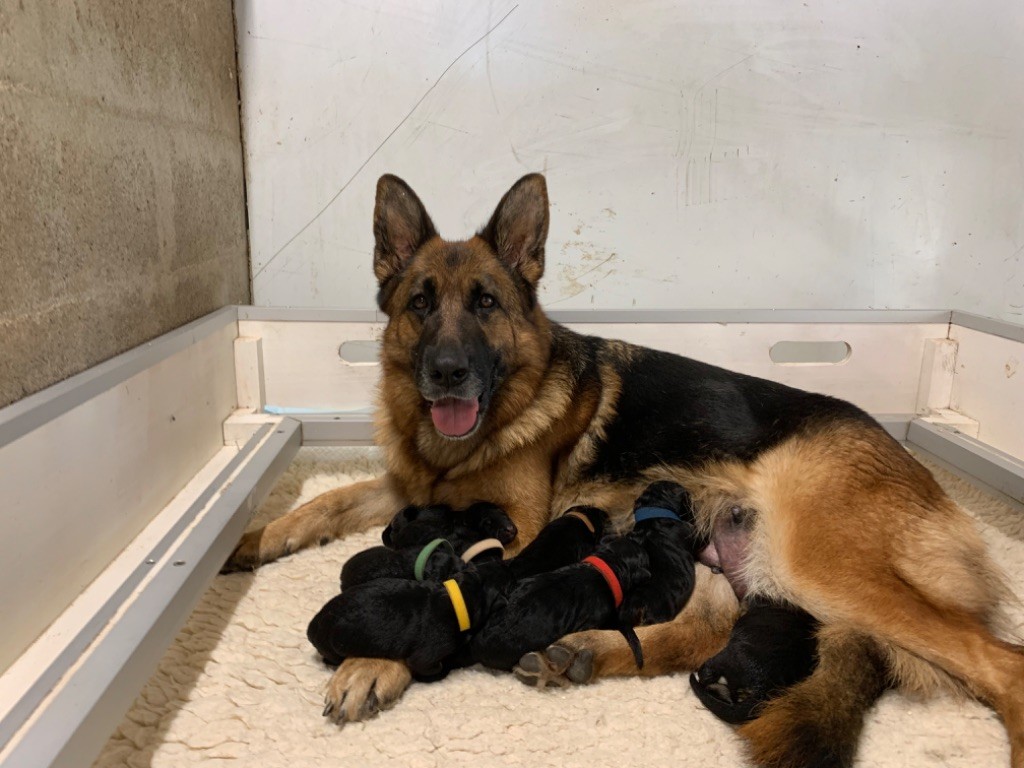 chiot Berger Allemand du Vent de Traverse