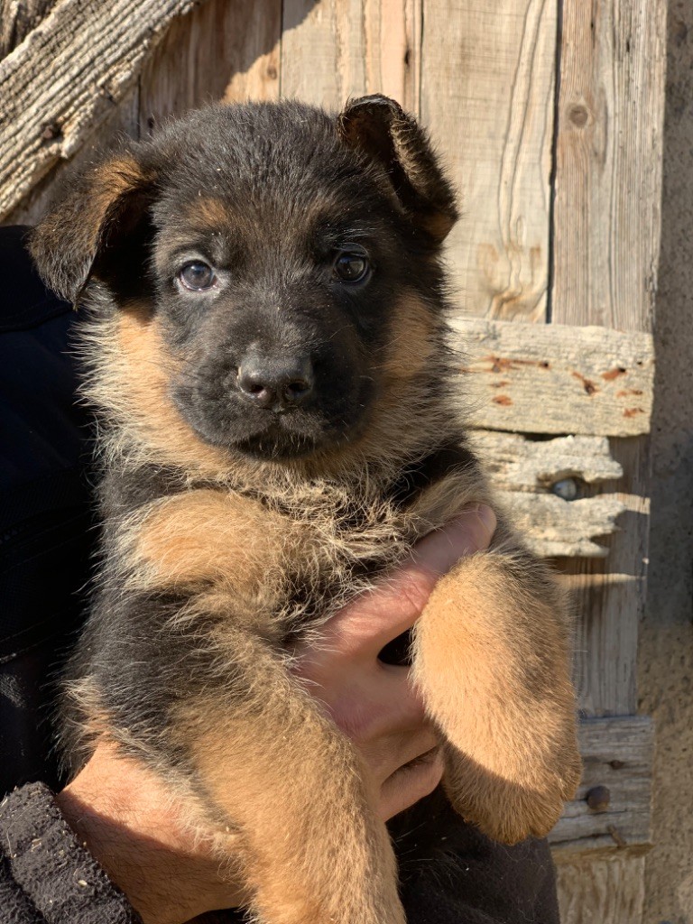 du Vent de Traverse - Chiot disponible  - Berger Allemand