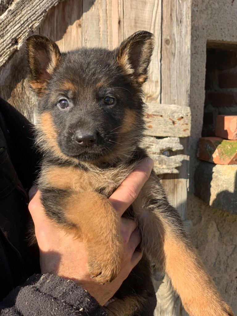 du Vent de Traverse - Chiot disponible  - Berger Allemand