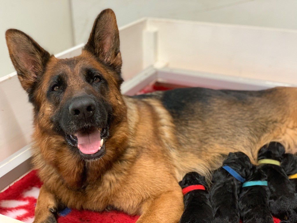 chiot Berger Allemand du Vent de Traverse