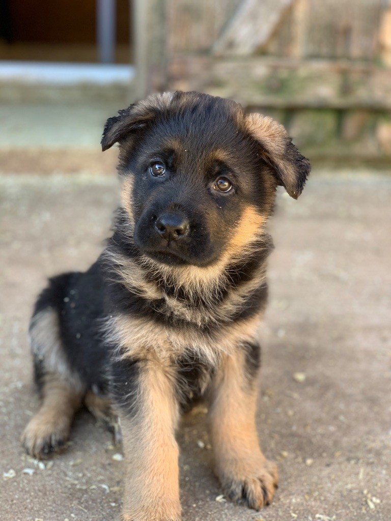 du Vent de Traverse - Chiot disponible  - Berger Allemand