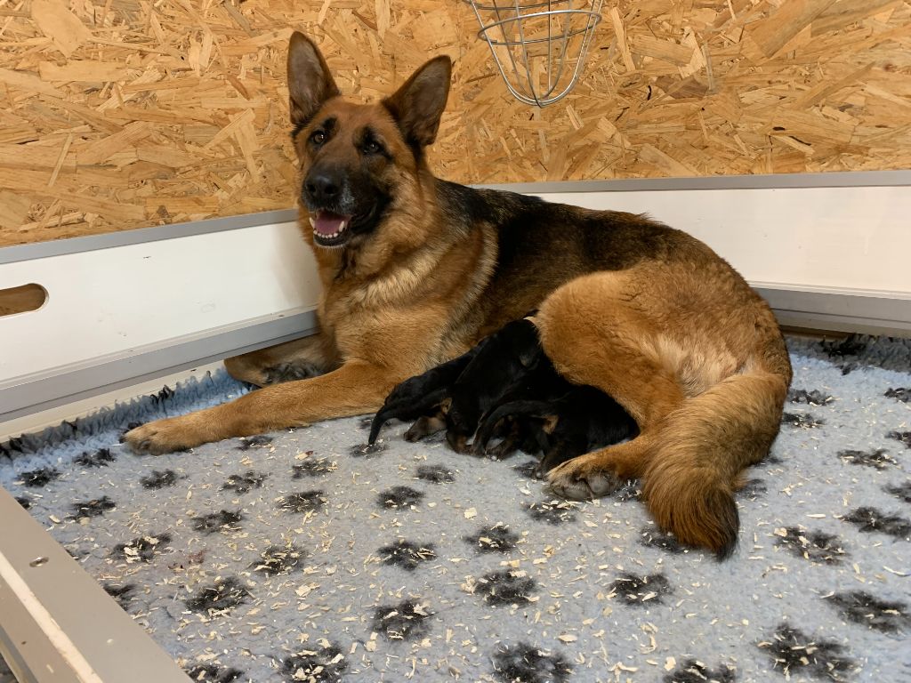 chiot Berger Allemand du Vent de Traverse