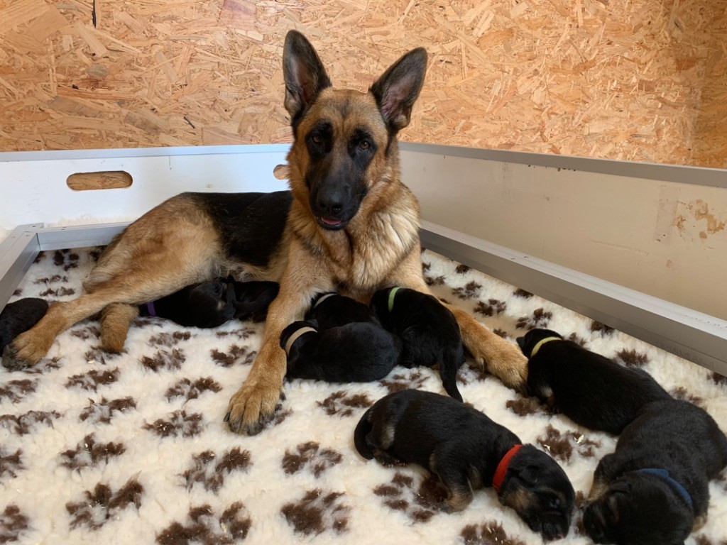 chiot Berger Allemand du Vent de Traverse