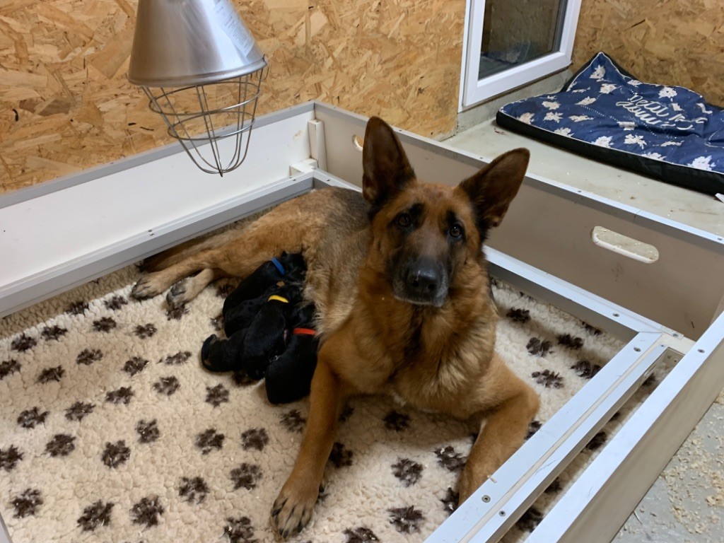 chiot Berger Allemand du Vent de Traverse