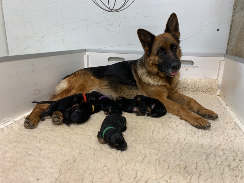 chiot Berger Allemand du Vent de Traverse