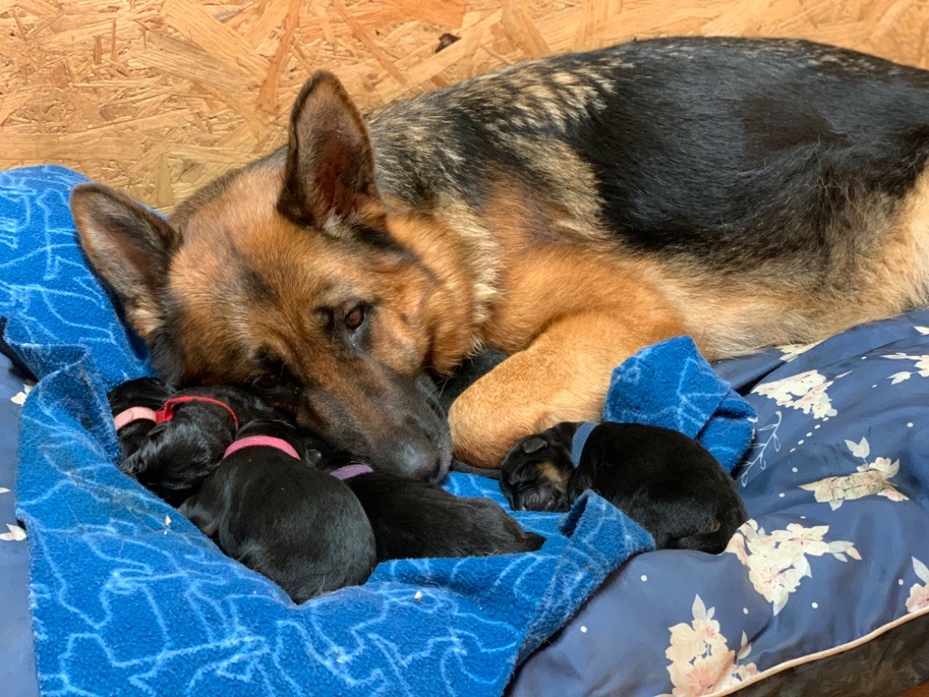 chiot Berger Allemand du Vent de Traverse