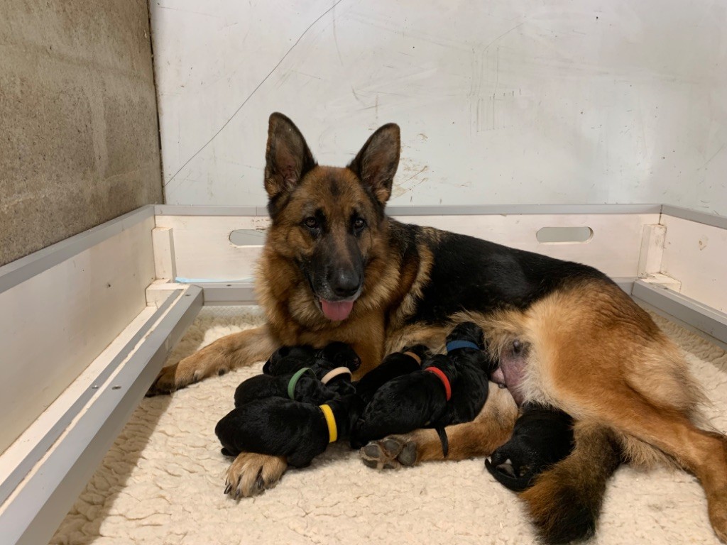 chiot Berger Allemand Poil Long du Vent de Traverse