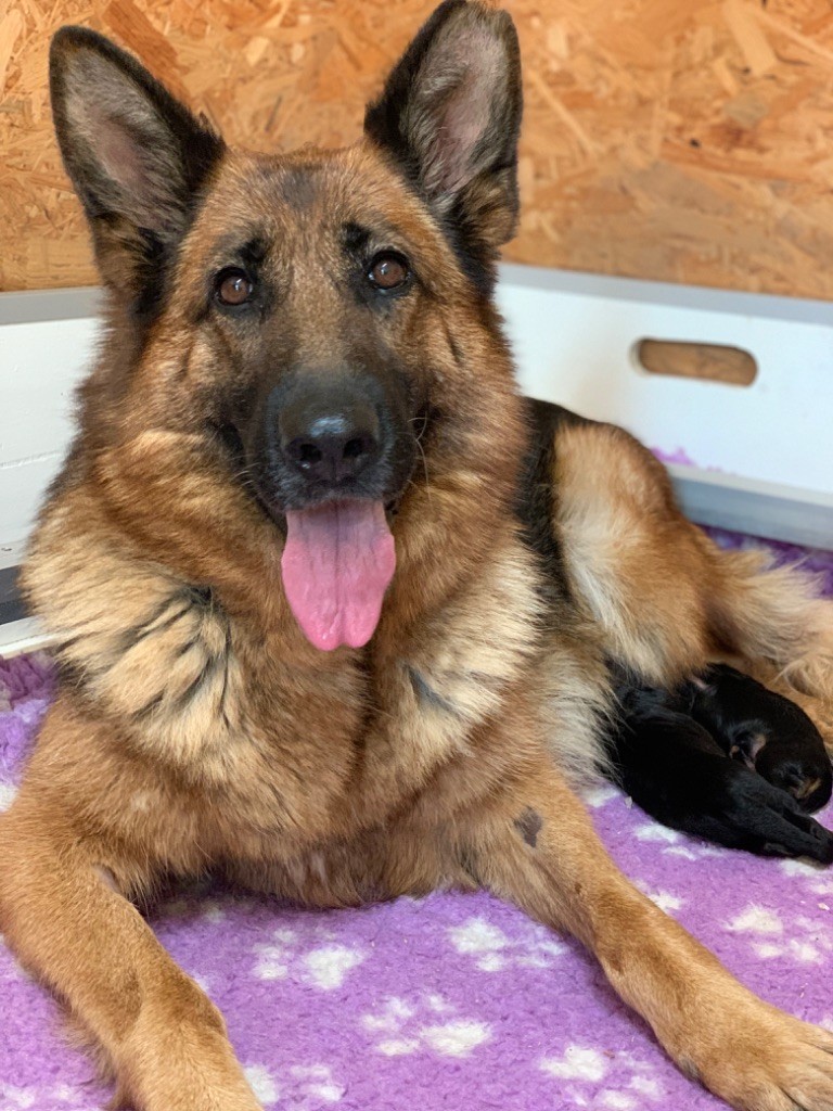 chiot Berger Allemand du Vent de Traverse