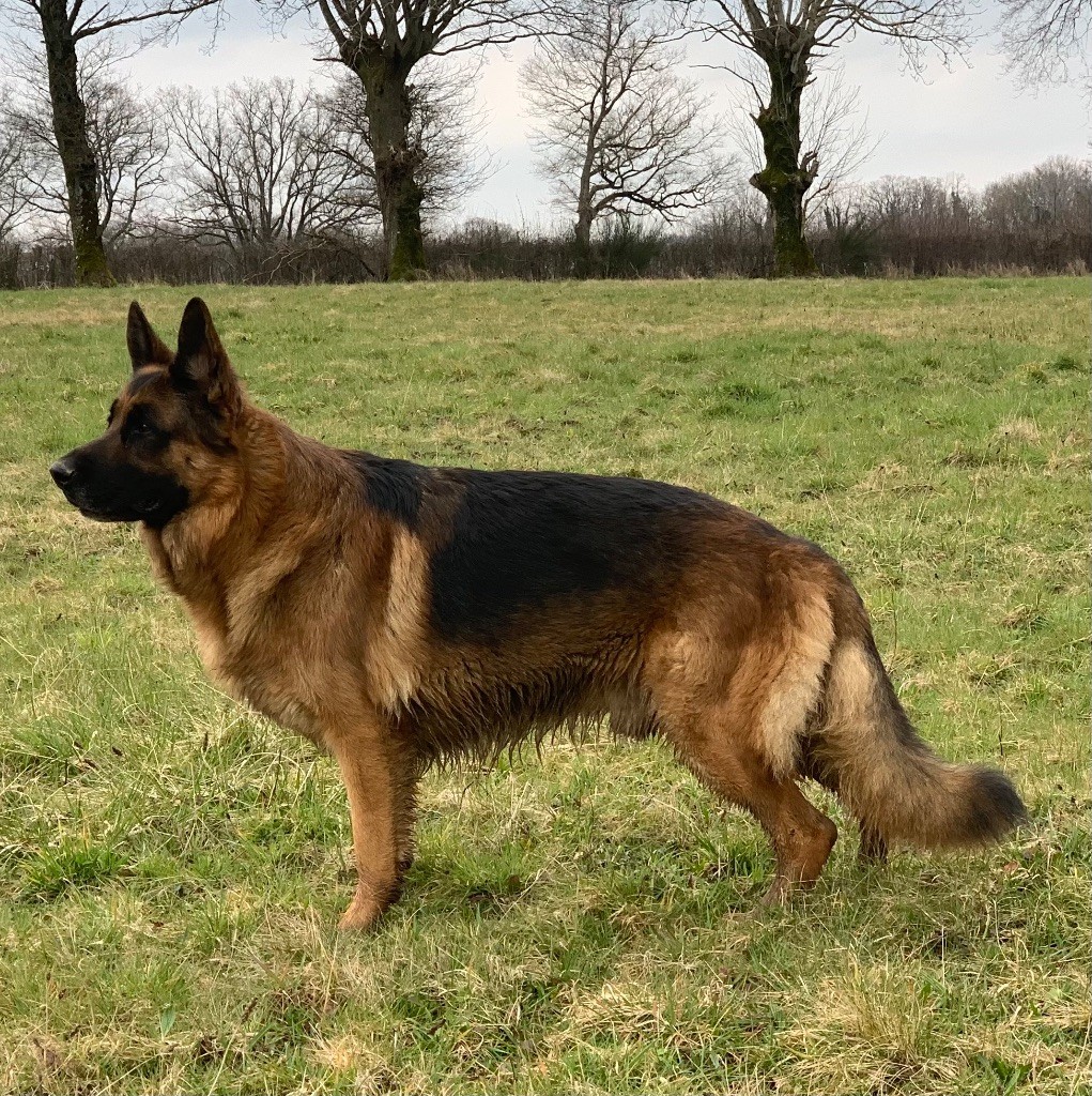 Silver star De La Tribu Des Plaines