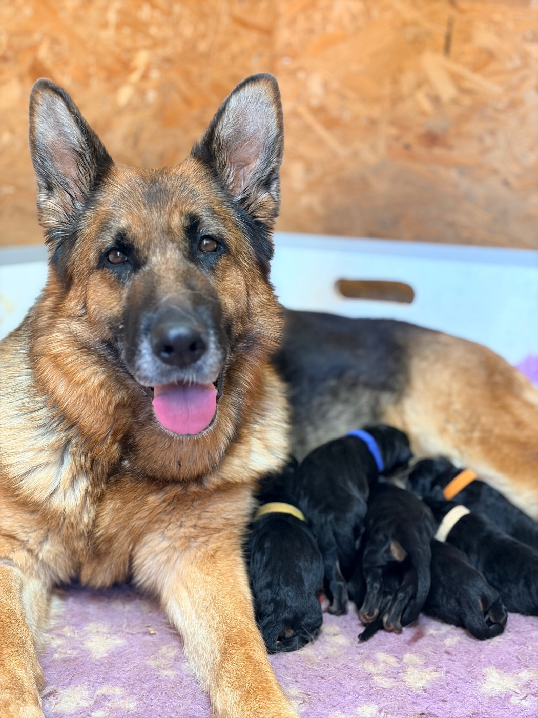 Les bébés de Reine sont arrivés