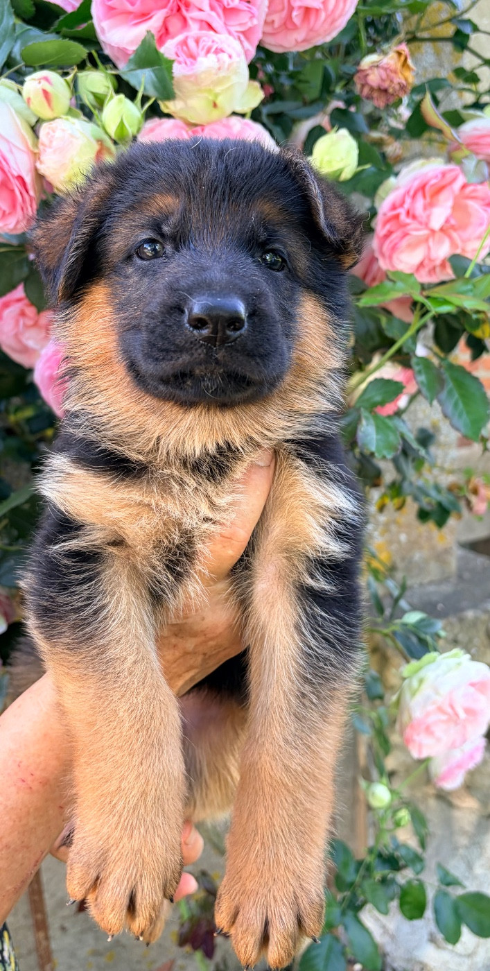 Un petit mâle de Reine disponible au 15 juin !