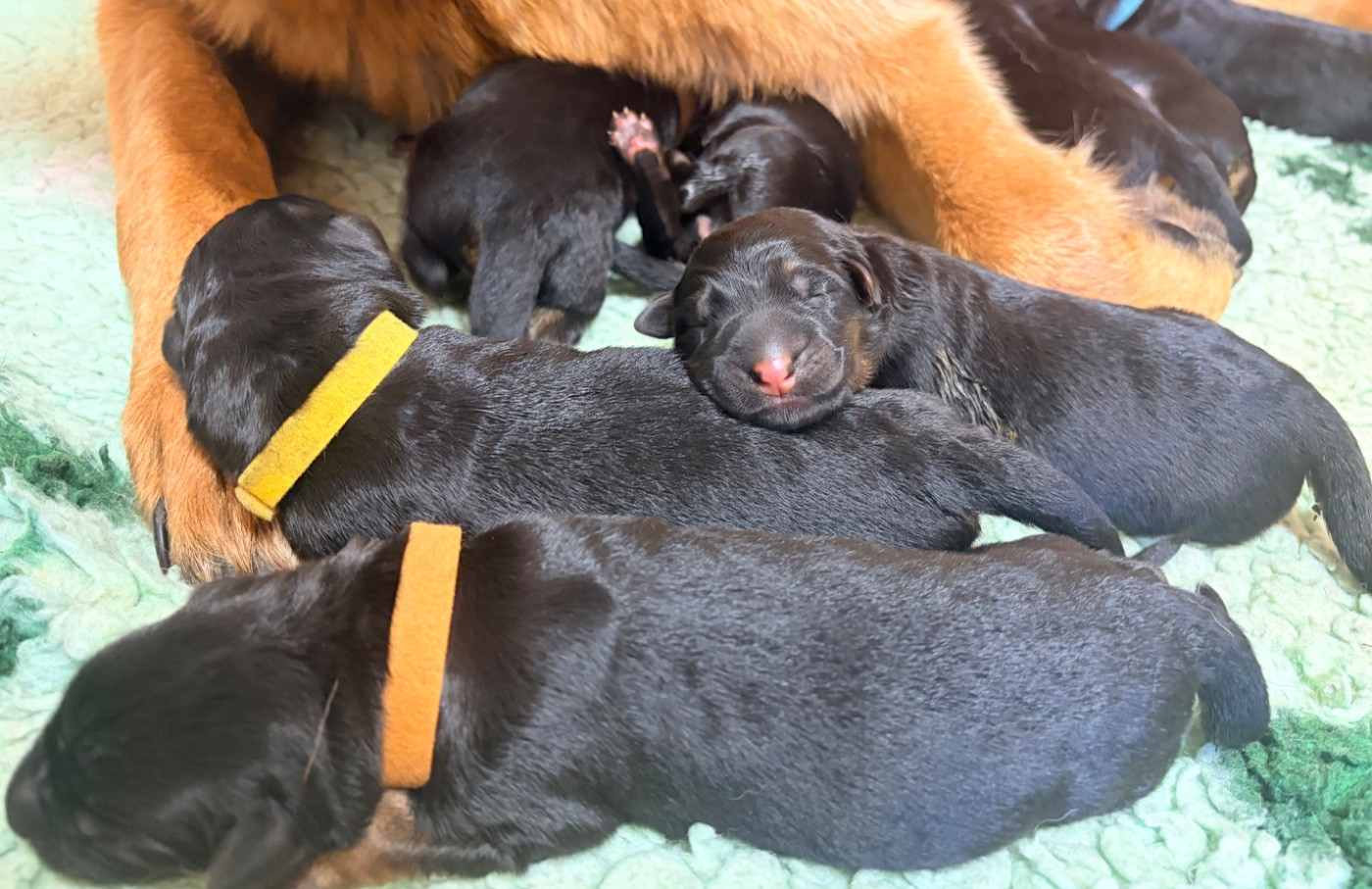 du Vent de Traverse - Les bébés de Vanquish sont arrivés !