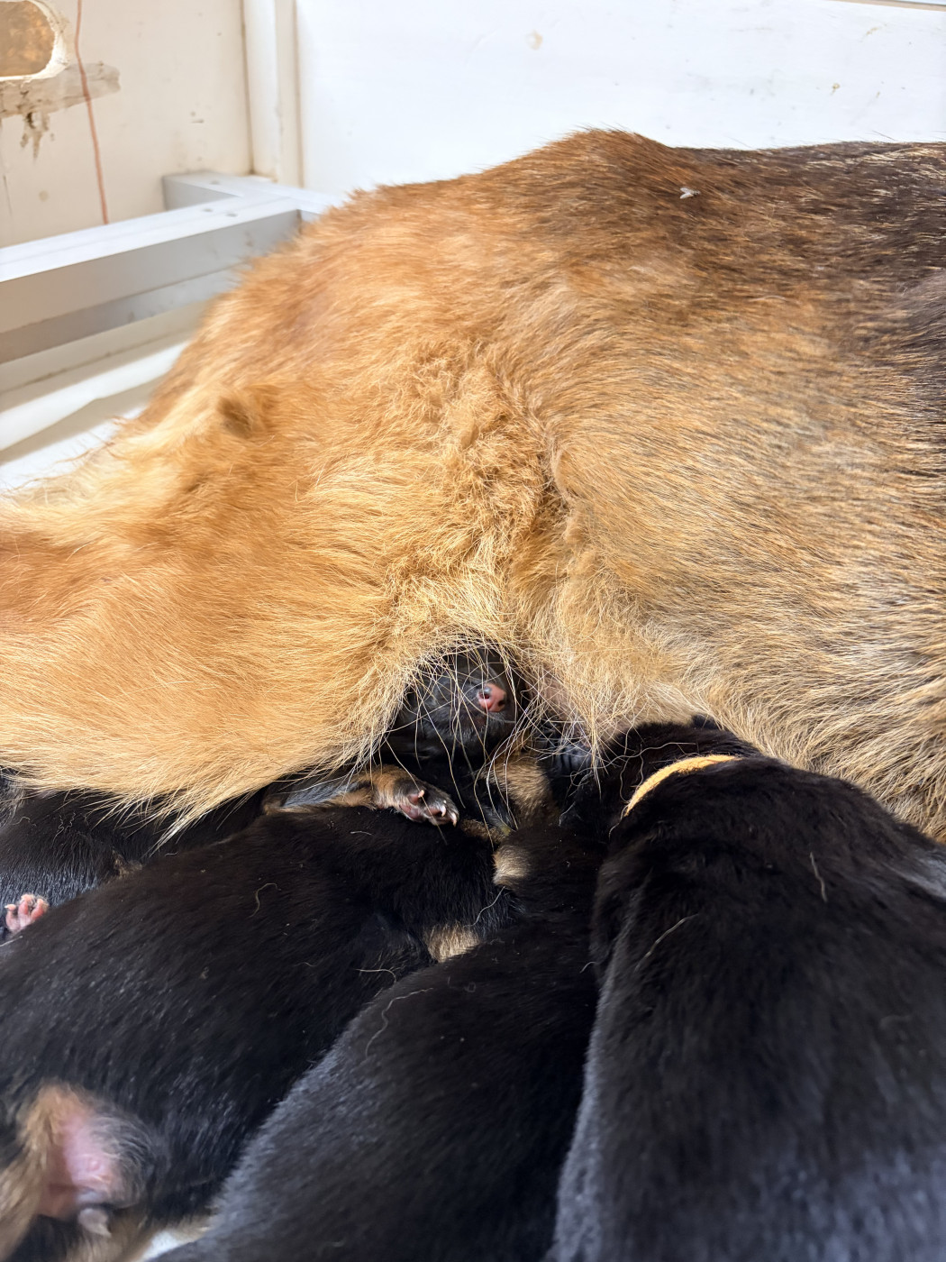 Les bébés de Tesla sont arrivés !