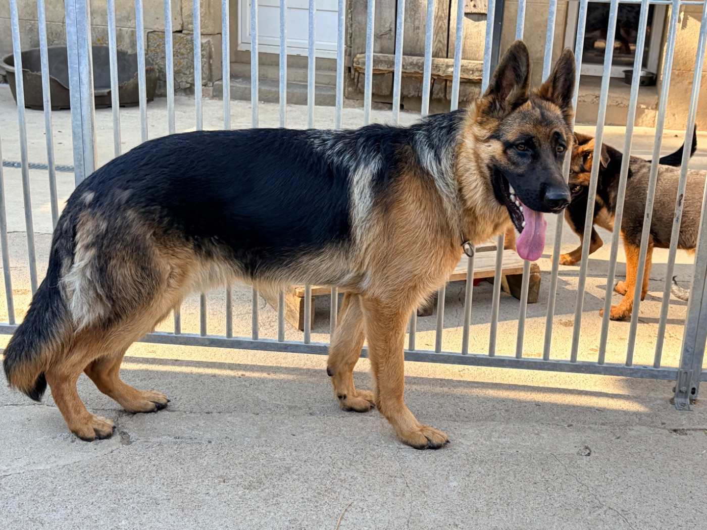 Athos, 8 mois, cherche une nouvelle famille