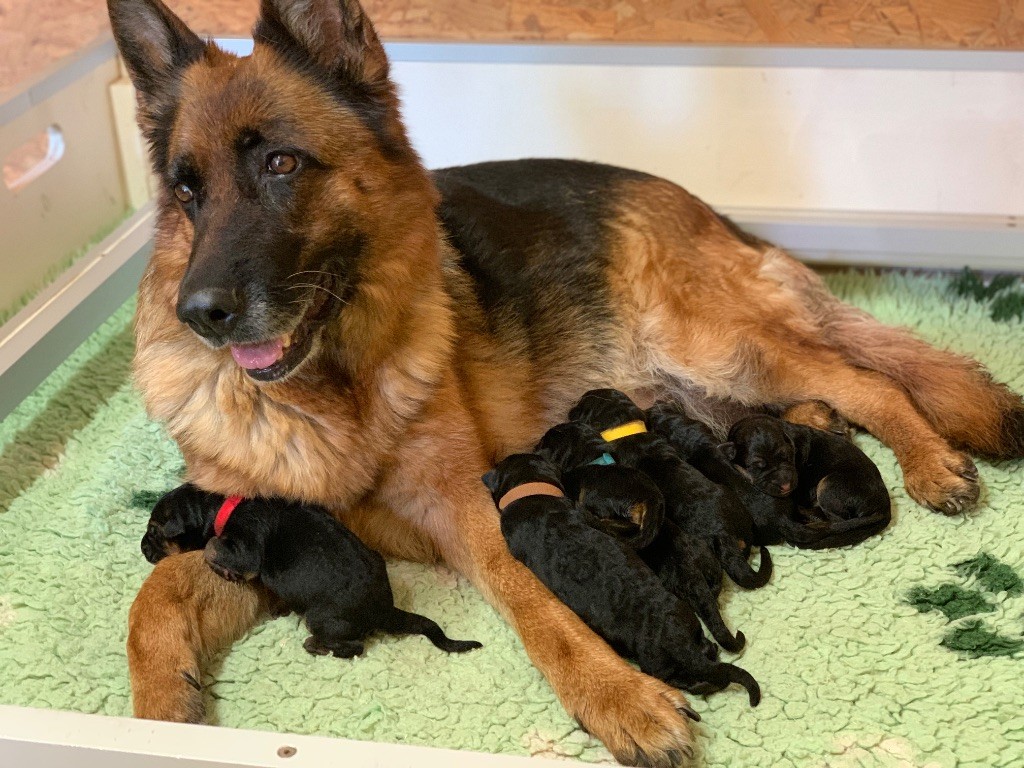 Les bébés d'Ornella sont arrivés !