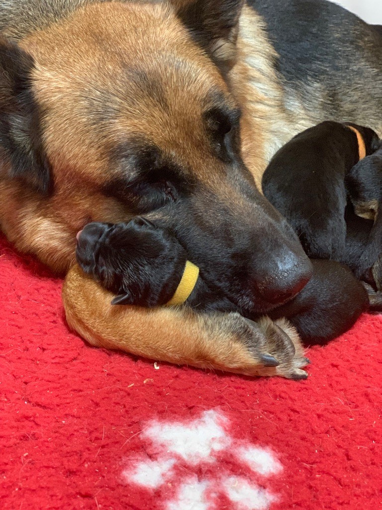 Les bébés de Sencha sont arrivés !