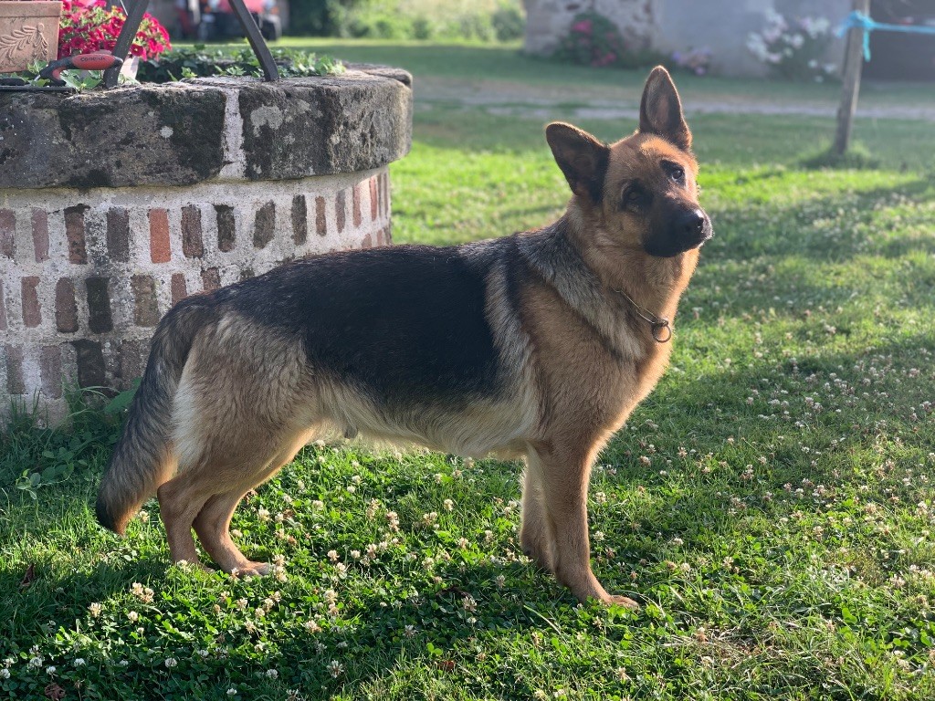 Gestation confirmée pour Sylvia !