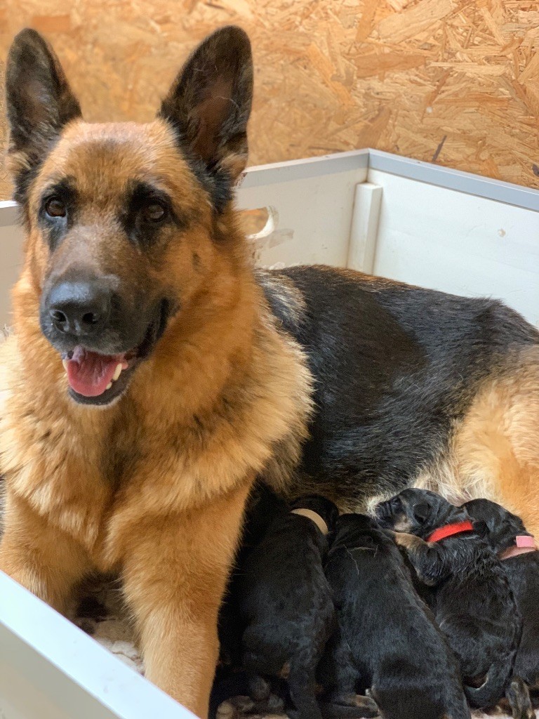 Les bébés de Sylvia et Silver Star sont nés ! 