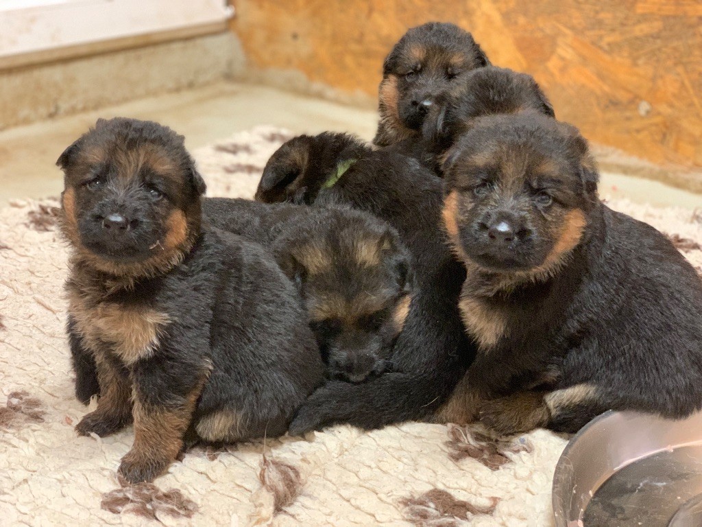 du Vent de Traverse - Plus que 3 bébés mâles de Sencha attendent leur famille !