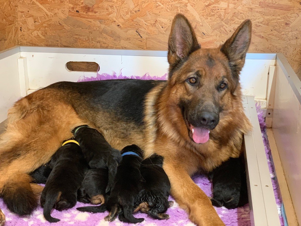 du Vent de Traverse - Les bébés de Tesla et Silver Star sont arrivés ! 