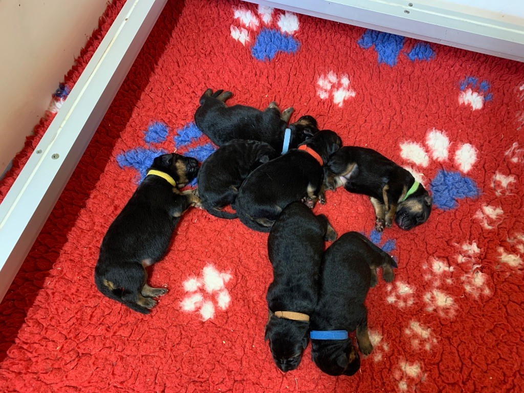 du Vent de Traverse - Chiots disponibles - Berger Allemand