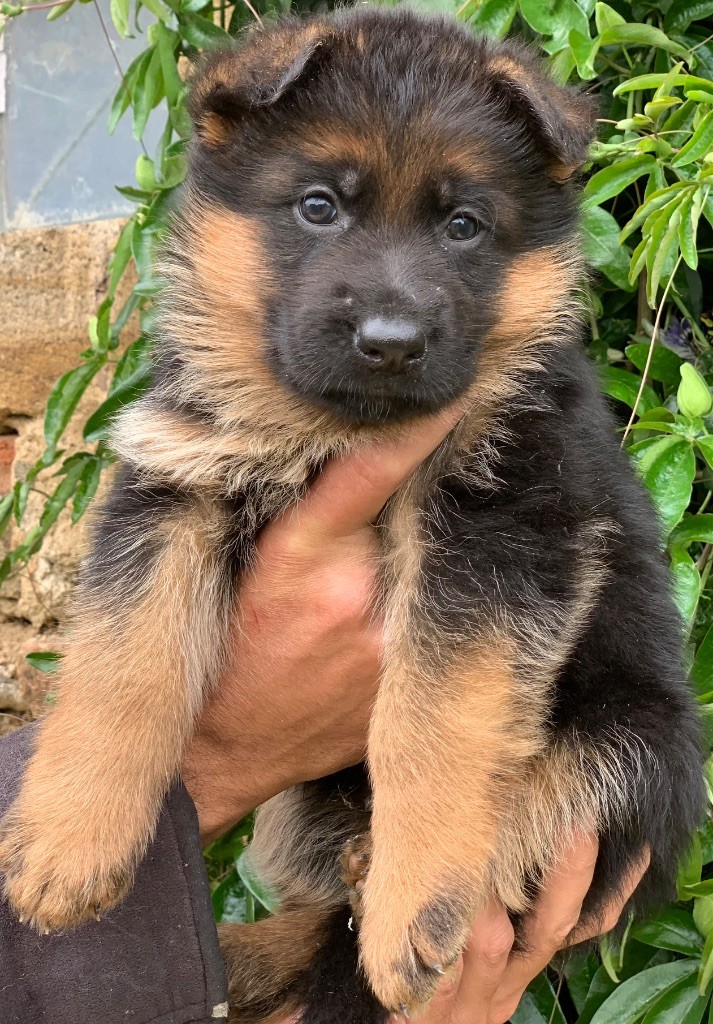 du Vent de Traverse - Chiots disponibles - Berger Allemand