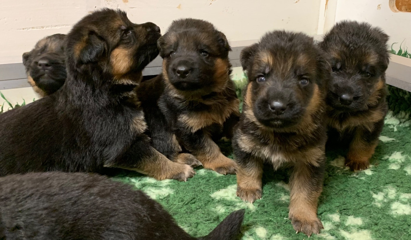 du Vent de Traverse - Chiots disponibles - Berger Allemand