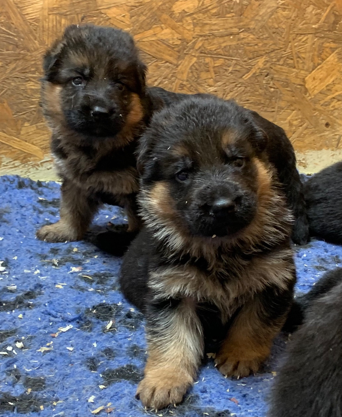 du Vent de Traverse - Chiots disponibles - Berger Allemand