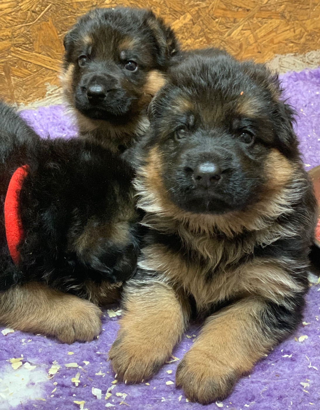 du Vent de Traverse - Berger Allemand - Portée née le 04/11/2025