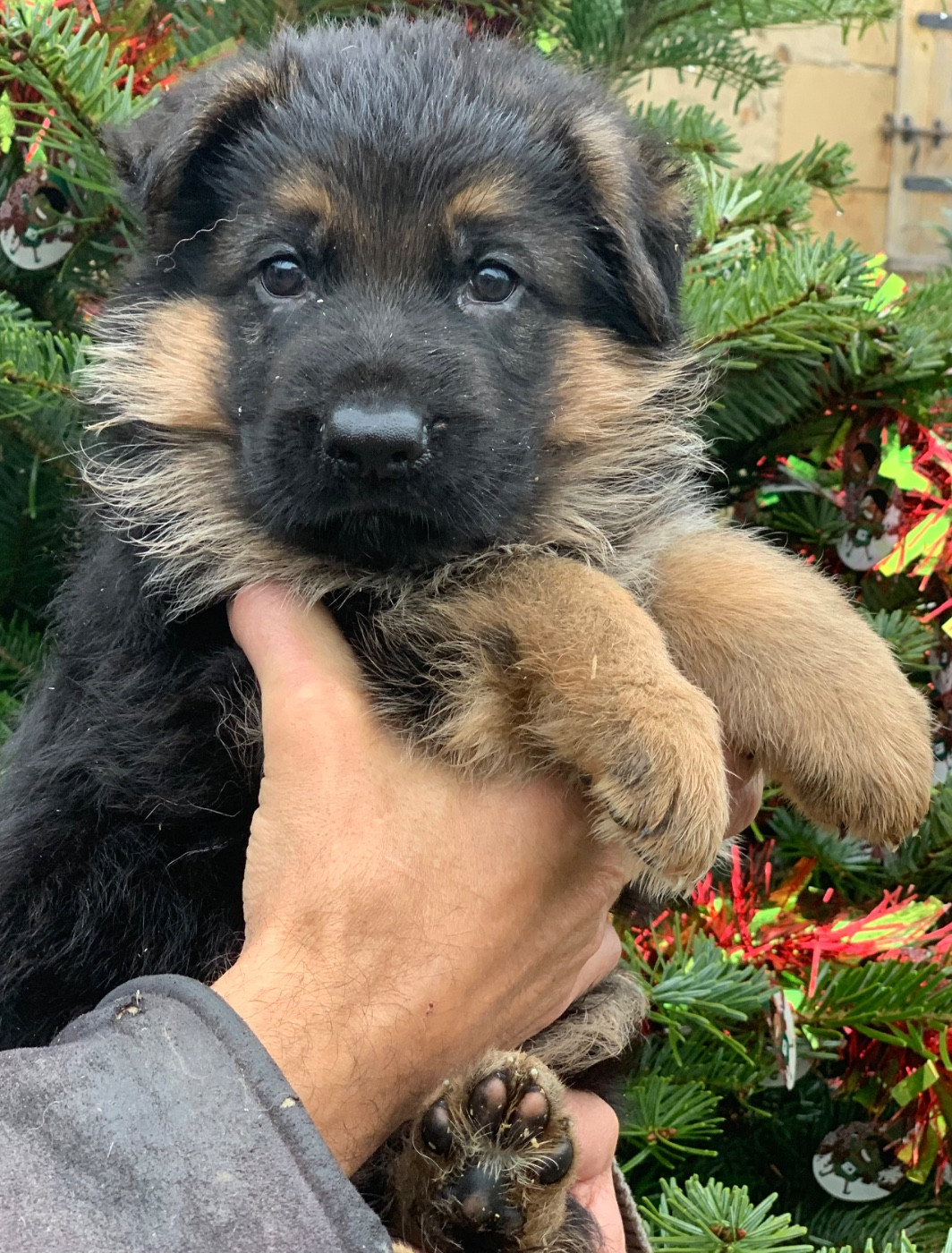 du Vent de Traverse - Chiots disponibles - Berger Allemand