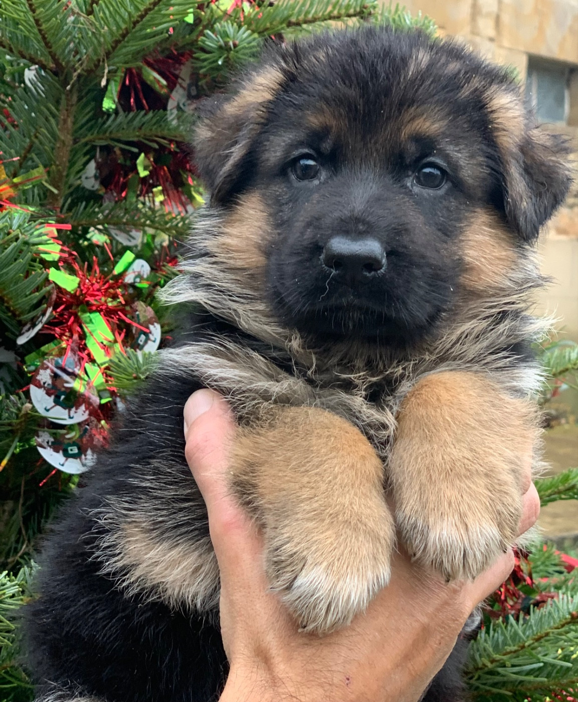 du Vent de Traverse - Chiots disponibles - Berger Allemand