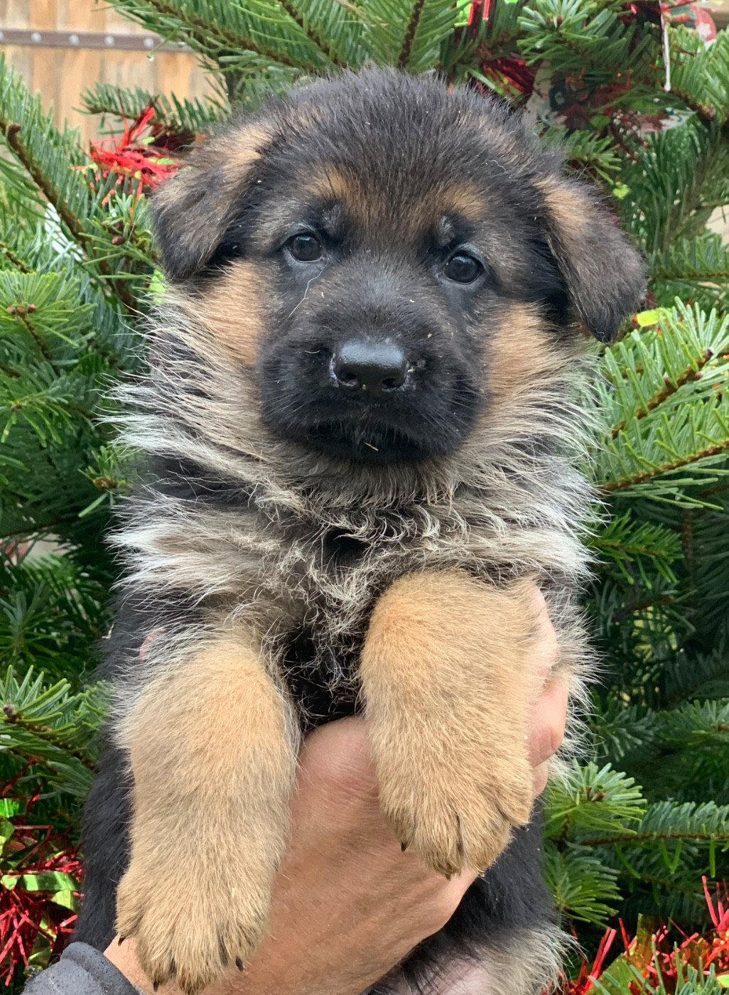 du Vent de Traverse - Chiots disponibles - Berger Allemand