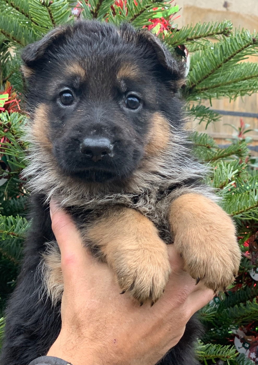 du Vent de Traverse - Chiots disponibles - Berger Allemand